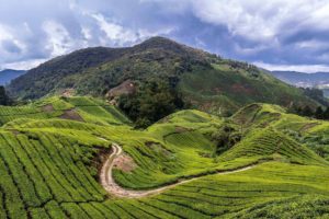 Cameron-Highlands-reisroute-maleisie