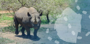 Swaziland bezoeken - Tips en bezienswaardigheden